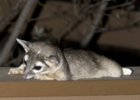 Ringtail 5078